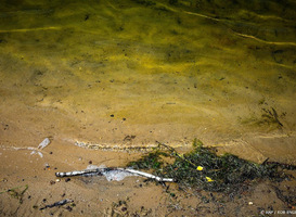 Snelle toename van blauwalg in zwemwater verwacht