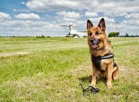 Normal_german-shepherd-dog-sitting-on-green-grass-at-airf-2023-11-27-05-16-41-utc__1_