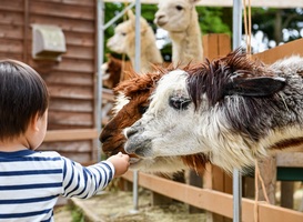 Kinderopvanglocaties op de boerderij in opmars