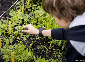 Moestuinen advies rondom vliegveld Rotterdam versoepelt door GGD