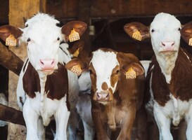 Zorg bij zorgboerderij Zonnehoeve gestopt na acuut risico voor cliënten