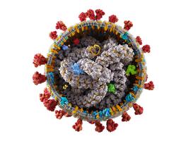 Immuunsysteem kan jaren na corona-infectie nog ontregeld zijn